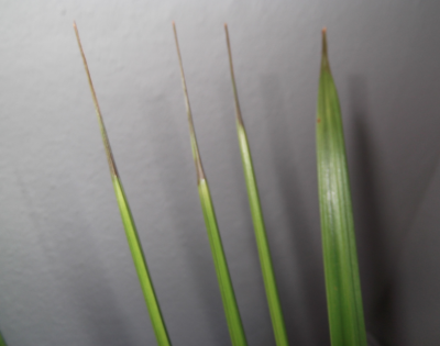 Screen shot 2013-03-17 at 4.52.18 PM.png