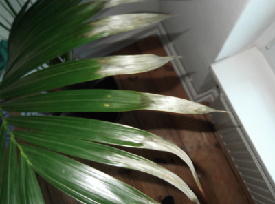 Screen shot 2013-03-17 at 4.52.10 PM.png