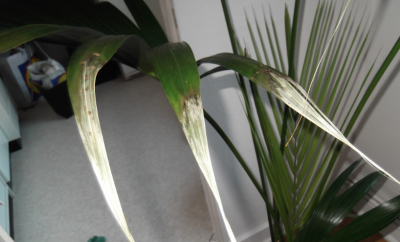 Screen shot 2013-03-17 at 4.53.14 PM.png