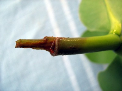 30.09.07 Balsamapfel - Clusia Rosea.JPG