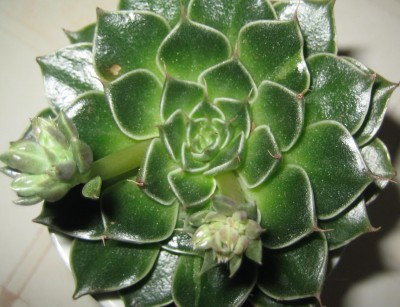 Sukkulenten 431.jpg