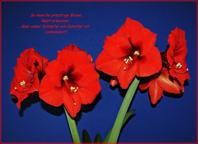 Flower-a27681372.jpg