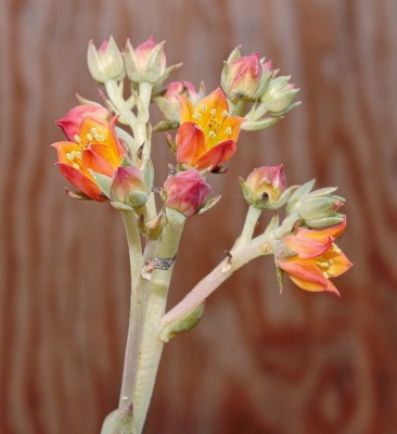 Echeveria 2011-106 (3).jpg