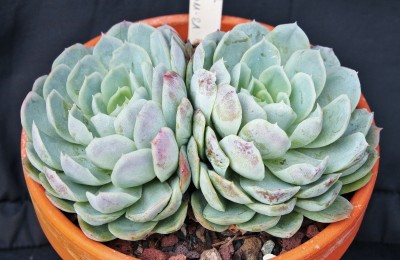Echeveria elegans 2011-81 (4).jpg