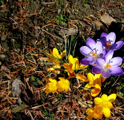 Frühlingsboten-046.jpg