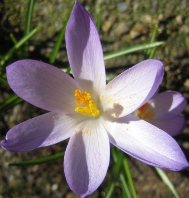 Frühlingsboten 029.jpg