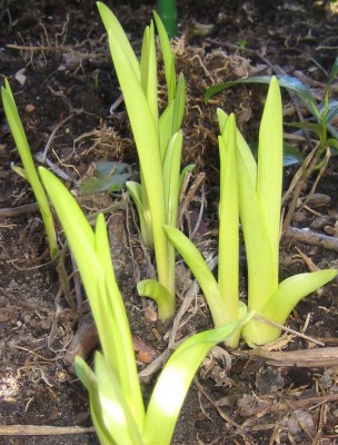 Frühlingsboten.jpg