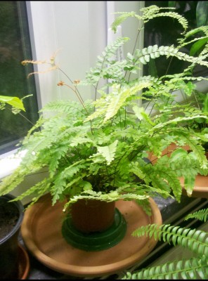 Adiantum Hispidulum Update.jpg