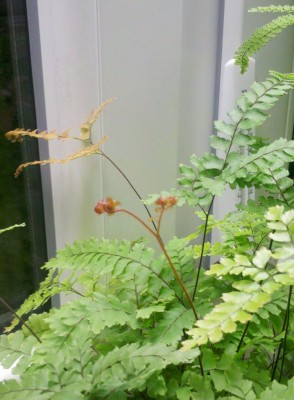 Adiantum Hispidulum Neuaustrieb.jpg