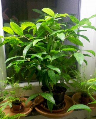 Dracaena Surculosa.jpg