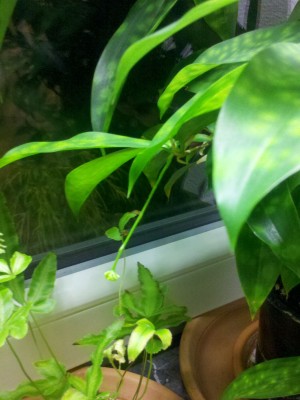 Dracaena Surculosa Blüte1.jpg