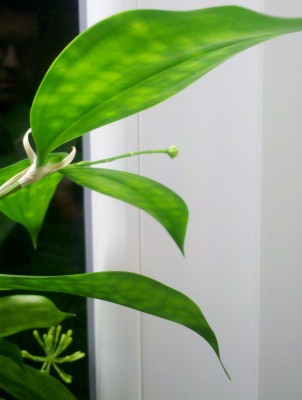 Dracaena Surculosa Blüte2.jpg
