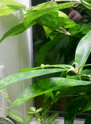 Dracaena Surculosa Blüte3.jpg