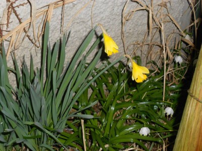 Osterglocken 19.3.13k.JPG