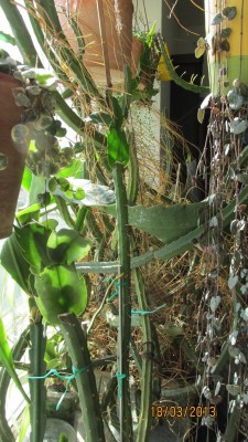 S.Brasil &amp; S.Ountano auf Stiel.jpg