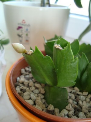 Schlumbergera (2).JPG