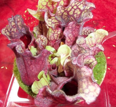 sarracenia purpurea.jpg