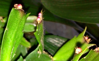 Schlumbergera Knospen März 2013.jpg