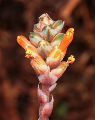 Aloe haworthioides var. aurantiaca 2012-36 (3).jpg