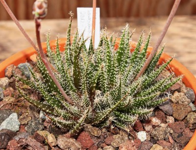 Aloe haworthioides var. aurantiaca 2012-36 (2).jpg