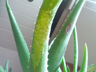 2013-03-21 13.17.06.jpg