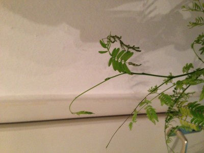 Weisskopfmimose.jpg