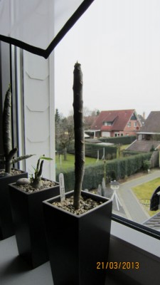 Mermaid von Rainer.jpg