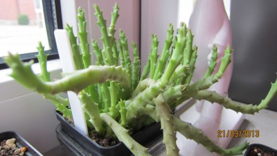 Stapelia von Rainer.jpg