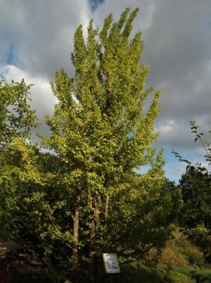 Ginkgo.JPG