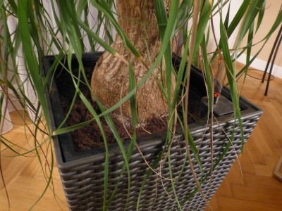 Elefantenfuss lsst Bltter hngen + braune Blattspitzen  Pflegen &  Schneiden & Veredeln  GREEN24 Pflanzen & Garten Forum
