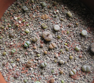 lebende Steine Lithops 198.jpg