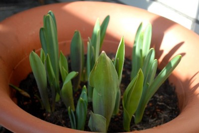 Frühling213 033yy.jpg