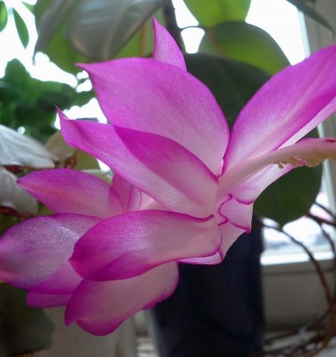 pinkweiß 22.03.13.jpg