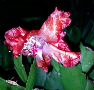 Krüppelblüte 22.03.13.jpg