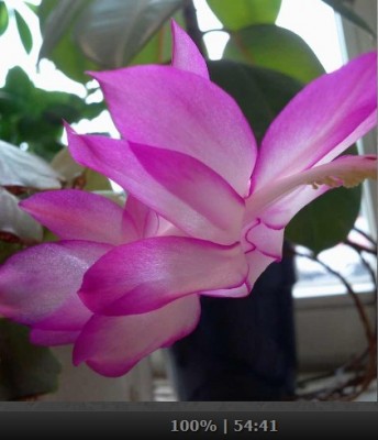 Schlumbergera.jpg
