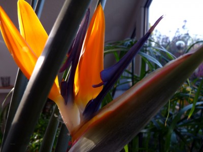 Strelitzia reginae (Nov. 2011) (21) (Large).JPG