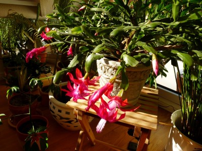 Mein Roter vor ein paar Tagen (1).JPG