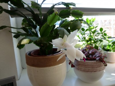 Weißer Schlumbi März 2013.JPG