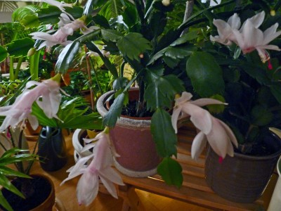 Der Weiße vor vier Monaten.jpg