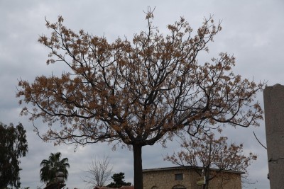 IMG_9653.JPG