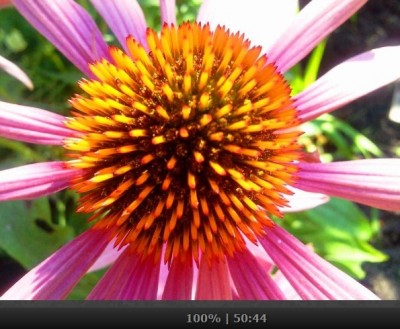 Echinacea.jpg