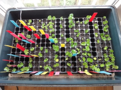 DSC04979 Sämlinge.jpg