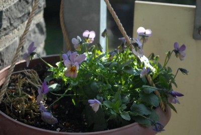 Frühling213 032yy.jpg