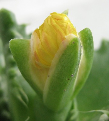 2930a Faucaria tigrina.jpg