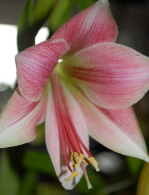 Amaryllis2012 388yy.jpg