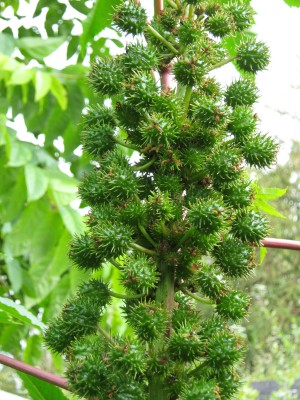 IMG_2944 Rhizinus.JPG