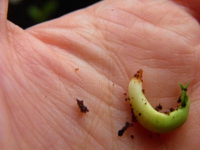 Sämling mit komischer Wurzel.jpg