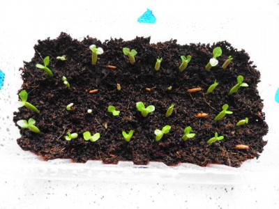 Aussaat 20130324.jpg