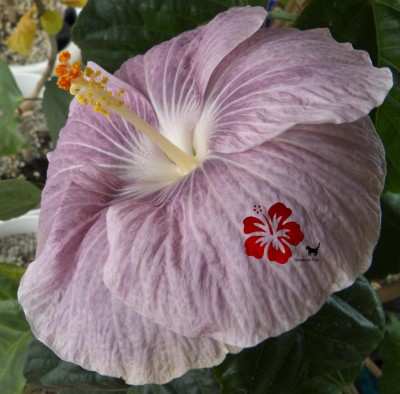 M Mangy Blue verkl green 1.jpg