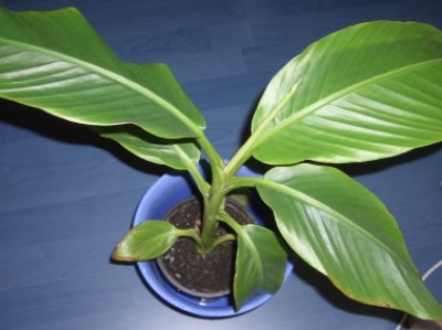 Musa velutina.JPG